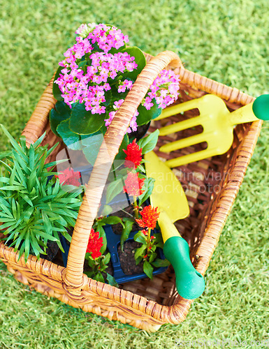 Image of Gardening, above and a basket with flowers and tools for backyard landscaping and lawn design. Spring, horticulture and a collection of plants and equipment for creativity in nature and environment