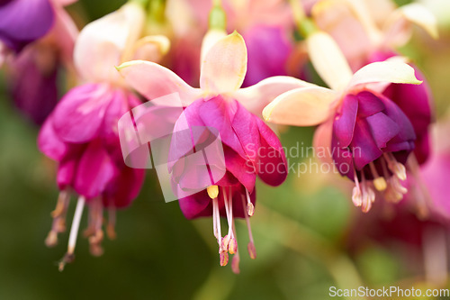 Image of Nature, plants and pink flowers blooming in a garden or natural environment in a park. Spring, petals and closeup of a beautiful bunch of floral fuchsia blossom for a bouquet on leaves outdoor.