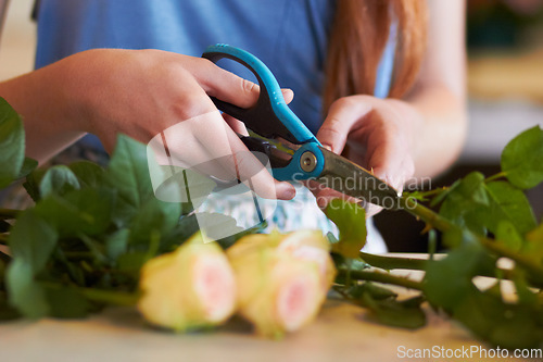 Image of Woman, flowers and hands with scissors for stem growth, cut roses and florist service in retail shop. Closeup, female person and pruning plants for work in floral store, small business and startup