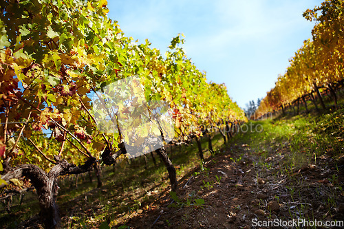 Image of Vineyard, farm and farming for wine, grapes and growth of vines, plants and winery in countryside, nature with view and blue sky. Agriculture, sustainability or grow in Cape Town, landscape or spring