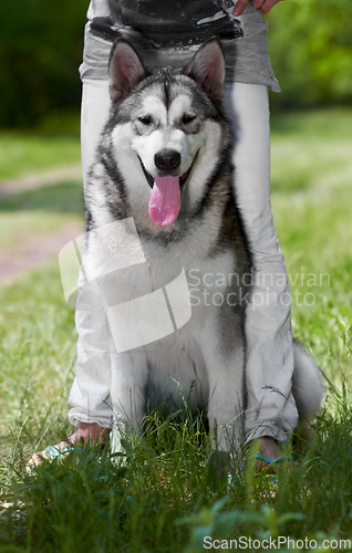 Image of Portrait, dog and husky at park with owner, sitting on grass and bonding together. Siberian canine, animal and person with pet in nature to relax in summer, care and enjoying quality time outdoor.