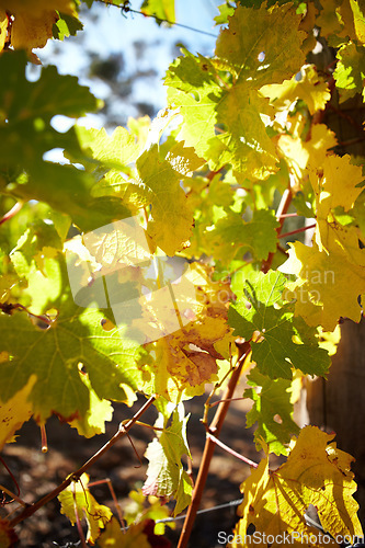 Image of Autumn, season and nature, leaves and closeup of tree with vineyard, outdoor and sunshine. Foliage, green and sustainability with environment, eco and growth, natural landscape with farm and plants