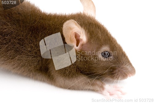 Image of Brown Rat