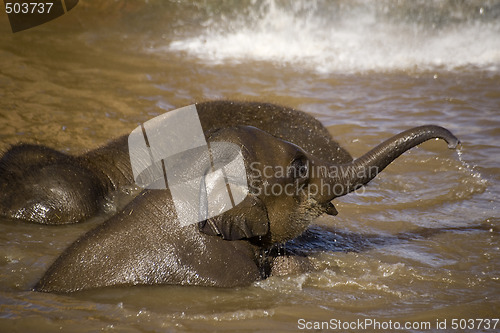 Image of Baby elephant bathing in a lake