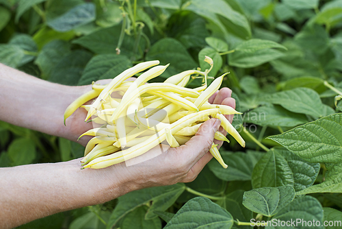 Image of String beans