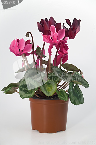 Image of Pot plant