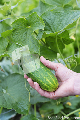 Image of Cucumber