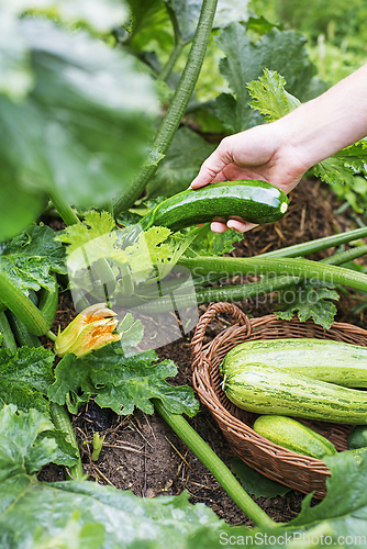 Image of Zucchini harvest