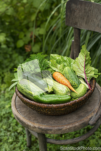 Image of Vegetable harvest