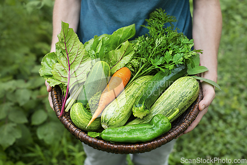 Image of Vegetable harvest