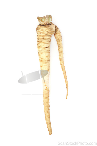 Image of Deformed and Forked Parsnip Vegetable