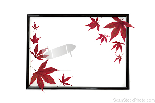 Image of Maple Leaves of Autumn Fall Background Frame