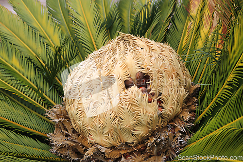 Image of Cone with fruits of female cycas revoluta cycadaceae sago palm
