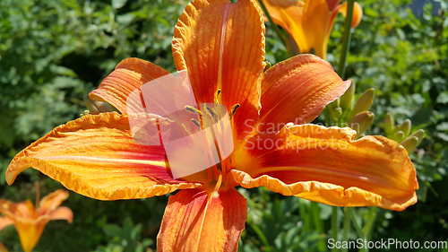 Image of Beautiful bright orange day-lily on a sunny summer garden