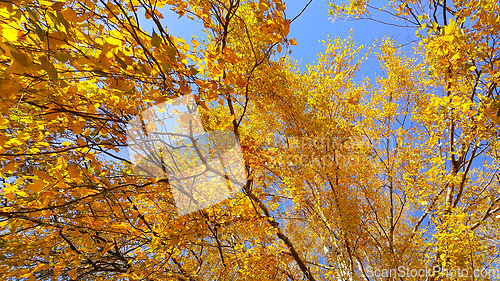 Image of Branches of autumn birch tree with bright yellow foliage