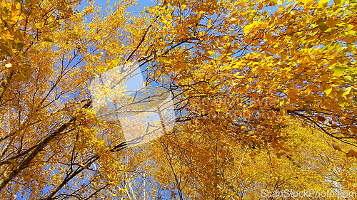 Image of Branches of autumn birch tree with bright yellow leaves