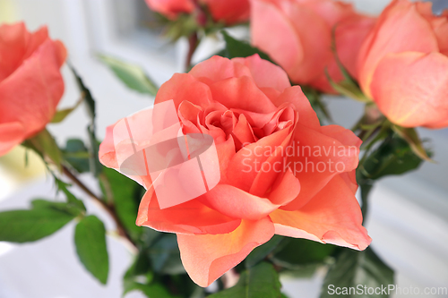 Image of Beautiful bouquet of delicate roses 