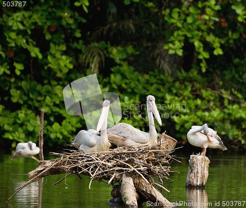 Image of Pelicans