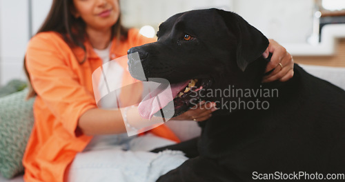Image of Woman, dog and care on living room sofa in home for love, touch or embrace for happiness with friends. Doggy mom, couch and lounge with pet, animal or cane corso with smile, relax or bonding together