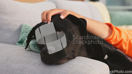 Image of Home, sofa and woman pet dog for love, support and animal care in living room to relax, chill and happy. Best friend, cute and hands of owner on canine for petting, bonding and quality time together