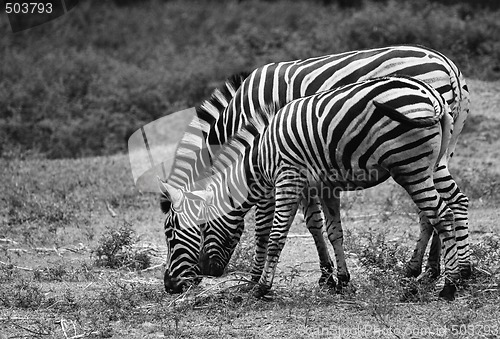 Image of Zebras