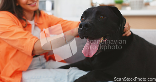 Image of Woman, dog and love on living room sofa in home for care, touch or embrace for happiness with friends. Doggy mom, couch and lounge with pet, animal or cane corso with smile, relax or bonding together