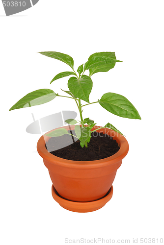Image of Young Plant