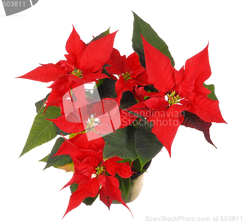 Image of Poinsettia