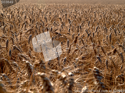 Image of Cereals