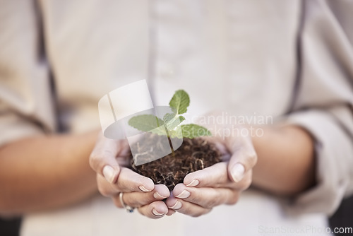 Image of Hands, seedling and woman with business growth for startup company, investment and accountability. Soil, plant and development with start, hope and entrepreneurship for goal, sustainability or future