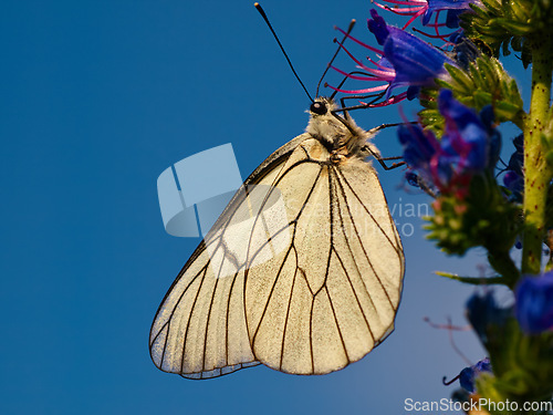 Image of Butterfly, flowers and garden with purple leaf or nature background or park and lavender plant in spring. Outdoor, sky and wings of bug in eco friendly environment for sustainable floral growth