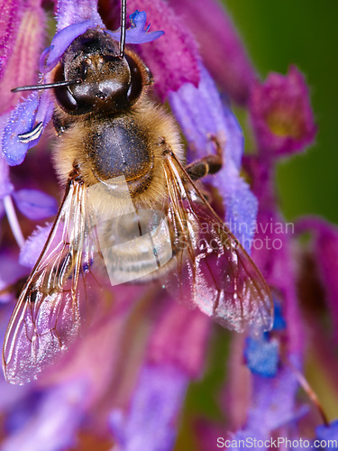 Image of Closeup, bee on flower and collecting pollen in spring or isolated insect, purple plant and sustainable growth in nature. Bees, summer color and pollinating natural plants for environment in macro