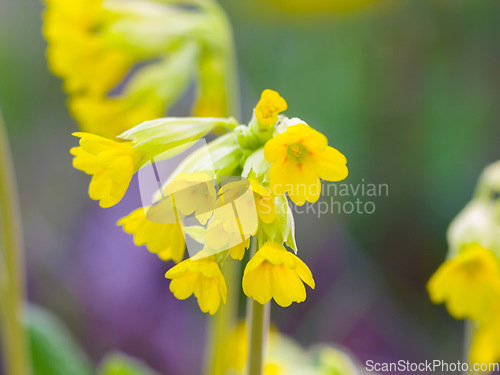 Image of Nature, spring and yellow flowers blooming in a garden for ecology, gardening and leaf scenery. Sustainable, beauty and floral plants with natural, organic and colorful petals in outdoor environment.