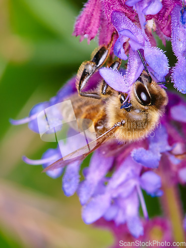 Image of Bee, closeup on flower for pollen collection in spring or isolated insect, purple plant and sustainable growth in nature. Bees, summer color and pollinating natural plants for environment in macro