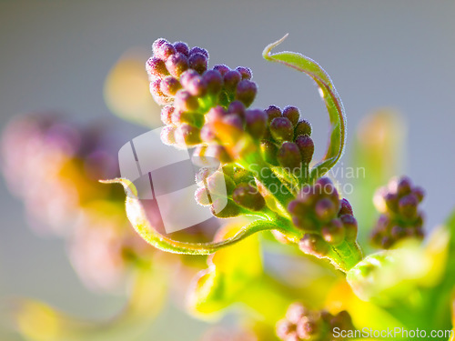 Image of Lilac flower, nature and sustainability closeup in a garden during spring for plant growth. Earth day, environment and eco friendly with flowers, plants or leaves growing outdoor in a green garden