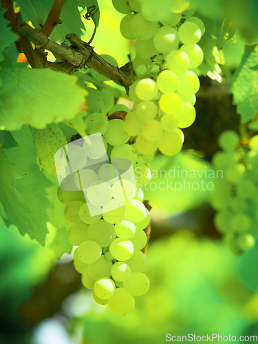 Image of Summer, plant and agriculture with grapes on vineyard for growth, sustainability and environment. Fruit, nature and ecology with winery in countryside field for farming, harvest and organic produce