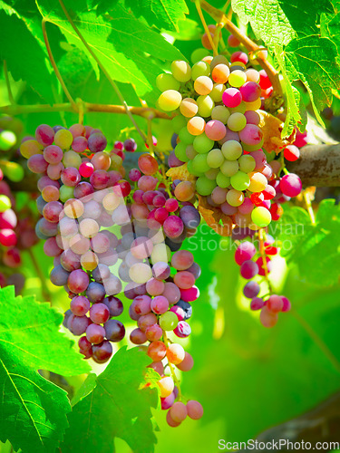 Image of Fruit, plant and agriculture with grapes on vineyard for growth, sustainability and environment. Nature, summer and ecology with winery in countryside field for farming, harvest and organic produce