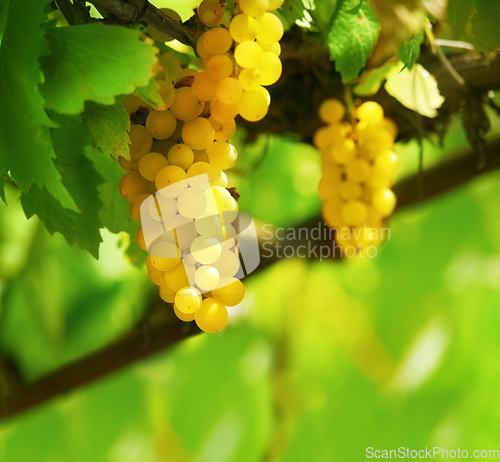 Image of Nature, fruit and agriculture with grapes on vineyard for growth, sustainability and environment. Plants, summer and ecology with winery in countryside field for farming, harvest and organic produce