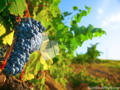 Image of Nature, farm and agriculture with grapes on vineyard for growth, sustainability and environment. Fruit, summer and ecology with winery in countryside field for plants, harvest and organic produce