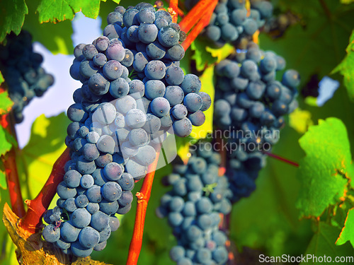 Image of Nature, plant and fruit with grapes on vineyard for growth, sustainability and environment. Agriculture, summer and ecology with winery in countryside field for farming, harvest and organic produce