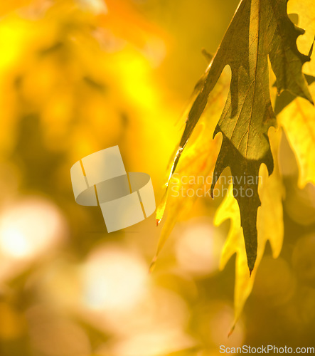 Image of Autumn leaves, plants and closeup on trees during the seasons, change and ecology in garden. Nature growth, color and calm scenery of a leaf on a tree during fall in the woods, park or backyard