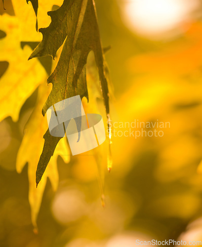 Image of Autumn leaves, environment and closeup on ecology during the seasons, change and trees in garden. Nature growth, color and calm scenery of a leaf on a tree during fall in the woods, park or backyard