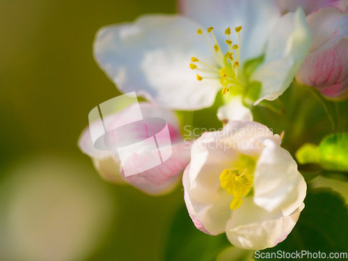 Image of Flowers, spring closeup and nature in a garden with green plants, leaves growth and plum tree flower. Fresh, leaf and gardening plant with floral and sustainability of botanical vegetation outdoor