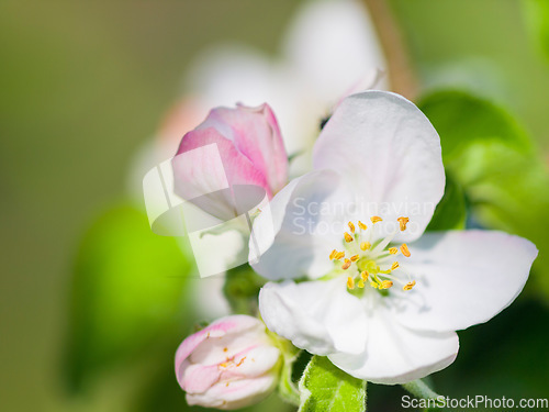 Image of Flowers, nature closeup and bloom in a garden with green plants, leaves growth and plum tree flower. Spring, leaf and gardening plant with floral and sustainability of botanical vegetation outdoor