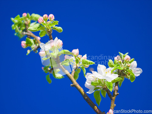 Image of Flowers, spring and blue sky in a garden with green plants, leaves growth and plum tree flower. Fresh, leaf and gardening plant with floral and sustainability of botanical vegetation outdoor