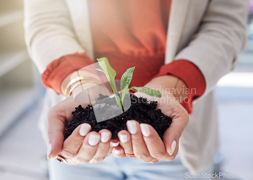 Image of Soil, plants and hands of a business person in the office for sustainability, green business or growth closeup. Earth, nature and environment with an employee holding a budding plant for conservation