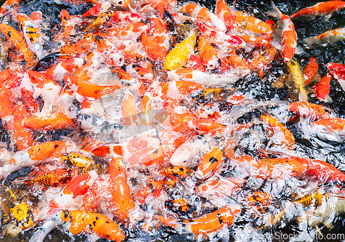 Image of School of koi fish