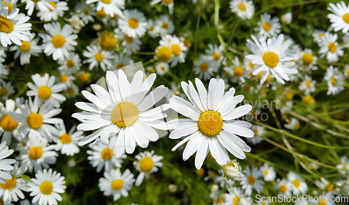 Image of Beautiful daisies in a summer field