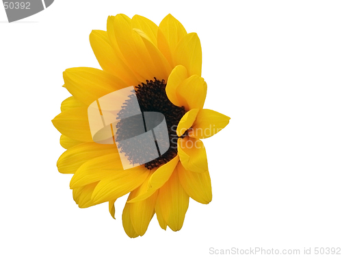 Image of Sunflower head