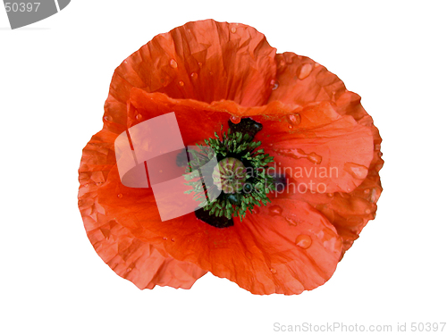 Image of Wet Poppy-design element